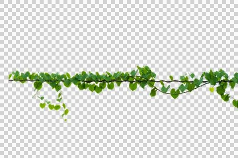 Vine frame leaf vine Isolate on transparent background PNG file Stock Photos