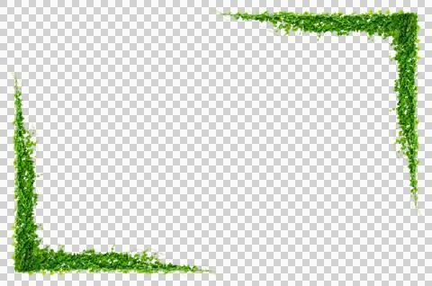 Vine frame leaf vine Isolate on transparent background PNG file Stock-Fotos