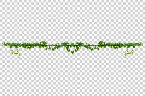 Vine frame leaf vine Isolate on transparent background PNG file Stock Photos