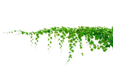 Vine frame leaf vine isolates on a white background Stock Photos