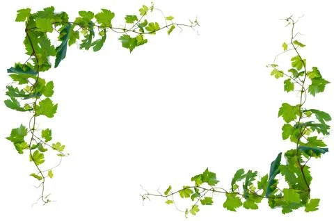 Vine frame leaf vine isolates on a white background Stock Photos