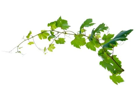 Vine frame leaf vine isolates on a white background Stock Photos