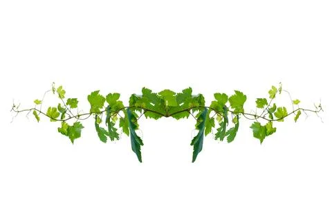 Vine frame leaf vine isolates on a white background Stock Photos