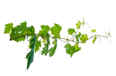 Vine frame leaf vine isolates on a white background Stock Photos