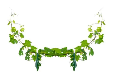 Vine frame leaf vine isolates on a white background Stock Photos