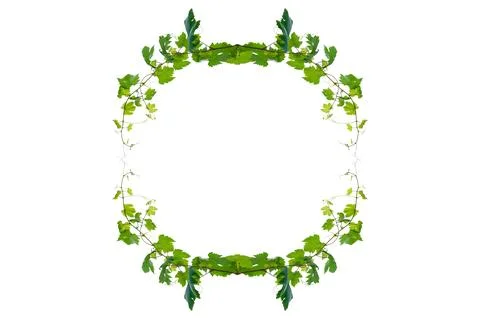 Vine frame leaf vine isolates on a white background Stock Photos