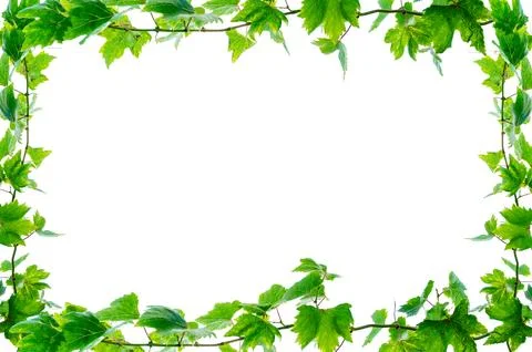 Vine frame leaf vine isolates on a white background Stock Photos