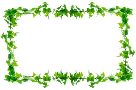 Vine frame leaf vine isolates on a white background Stock Photos
