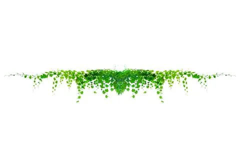 Vine frame leaf vine isolates on a white background Stock Photos