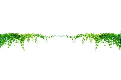 Vine frame leaf vine isolates on a white background Stock Photos