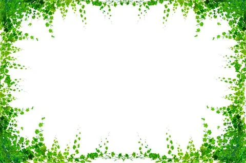 Vine frame leaf vine isolates on a white background Stock Photos
