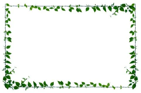 Vine frame leaf vine isolates on a white background Stock Photos