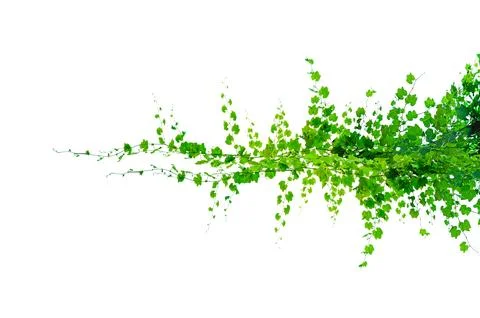 Vine frame leaf vine isolates on a white background Stock Photos