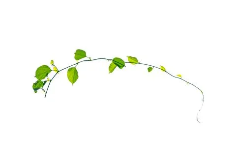 Vine frame leaf vine isolates on a white background Stock Photos