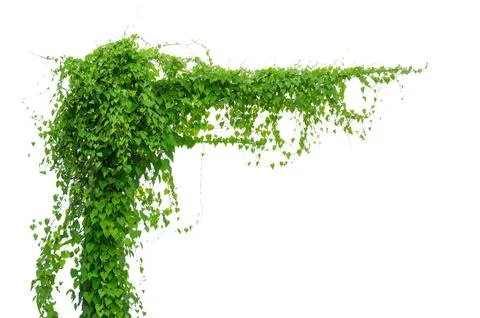 Vine frame leaf vine isolates on a white background Stock Photos