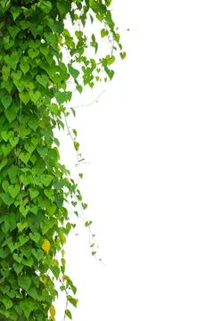 Vine frame leaf vine isolates on a white background Stock Photos