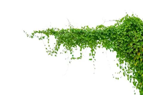 Vine frame leaf vine isolates on a white background Stock Photos