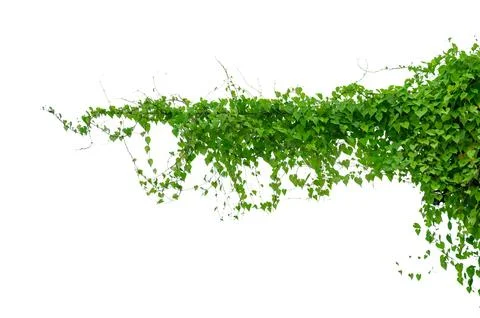 Vine frame leaf vine isolates on a white background Stock Photos