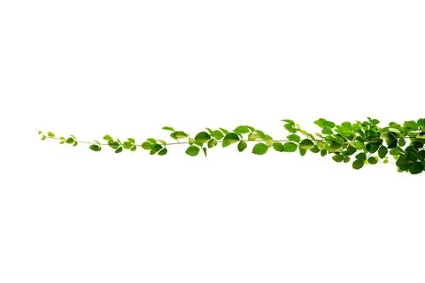 Vine frame leaf vine isolates on a white background Stock Photos