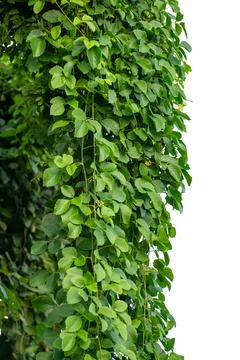 Vine frame leaf vine isolates on a white background Stock Photos
