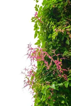 Vine frame leaf vine isolates on a white background Stock Photos