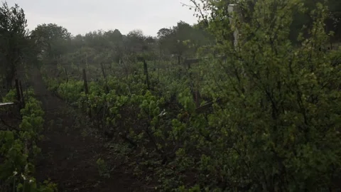 Vine from the garden in the rain Stock Footage 131116023