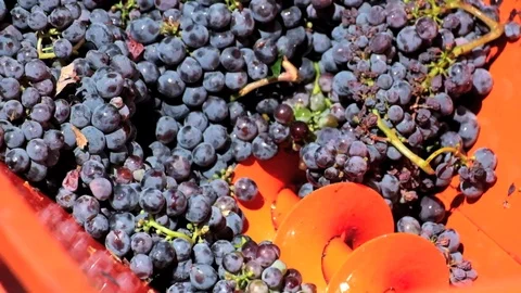 Vine grape crushing and processing 库存影片 95792625