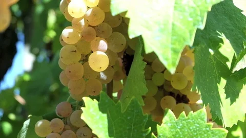 Vine grape harvest editing assembly 库存影片 95794322