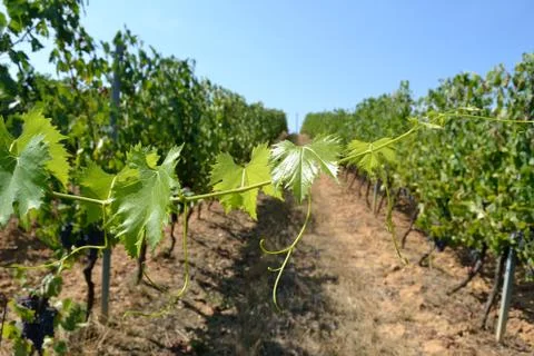 Vine grape Stock Photos