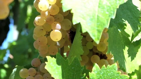 Vine grape white, with green leafs, in the wind 库存影片 95791447