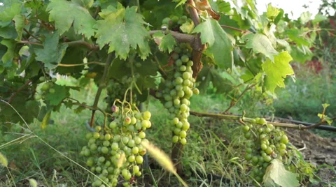 Vine with grapes (1) Stock Footage 27432196