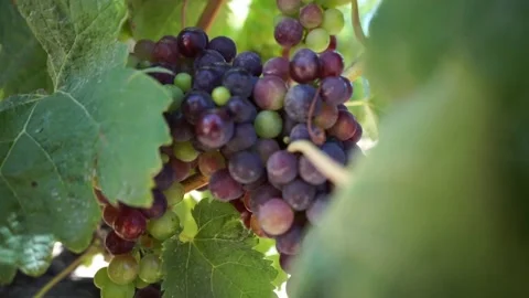 Vine grapes 1 Stock-Footage 149111525