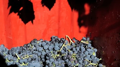 Vine grapes and leaf falling inside red box 库存影片 95790873