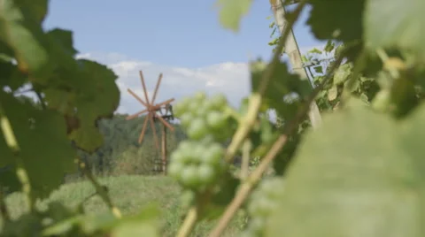 Vine With Grapes And Wind Wheel - Slide (Canon Log) Stock Footage 54621385