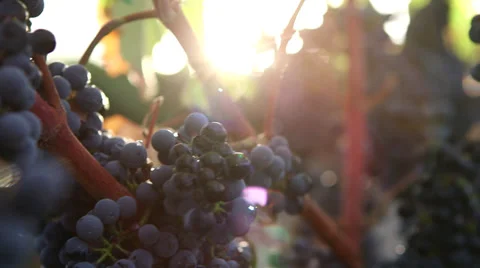 Vine grapes handheld Stock-Footage 34334037