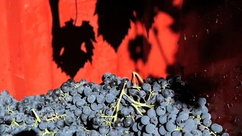 Vine grapes harvest 库存影片 95793091