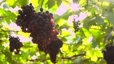 Vine grapes at harvest Stock-Footage 101053652