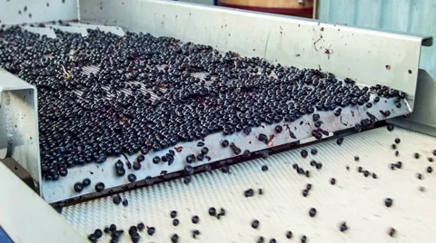 Vine grapes separator Stock Footage 61547987