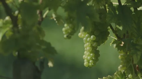 Vine With Grapes - Slide (Canon Log) Stock Footage 54467973