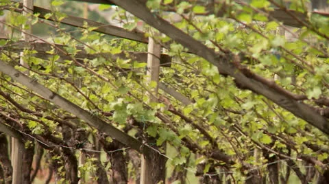 Vine Growing Stock Footage 24582989