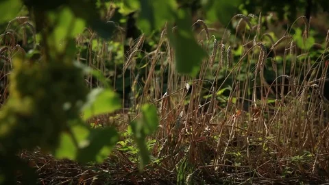 On the vine growing grapes Stock Footage 74479976