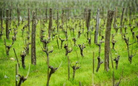 Vine growing. Stock Photos