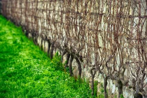 Vine growing. Foto stock
