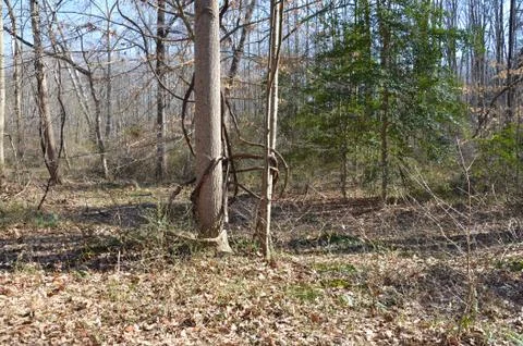 Vine growing on tree in forest or woods Stock Photos