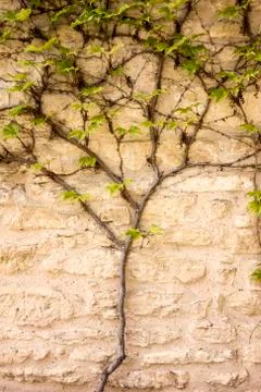 Vine Growing On Wall Stock Photos
