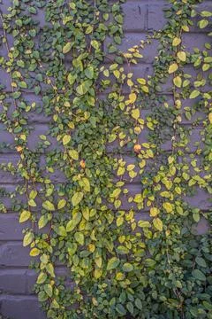 Vine growing up a wall Foto stock