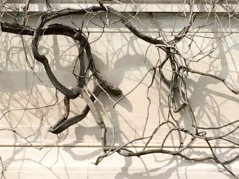 Vine grows along concrete wall Stock Photos