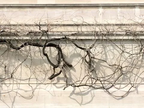 Vine grows along concrete wall Stock Photos