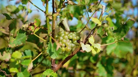 Vine is hanging in the vineyard Stock Footage 164921766