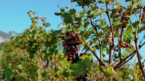 Vine is hanging in the vineyard Stock Footage 164921771